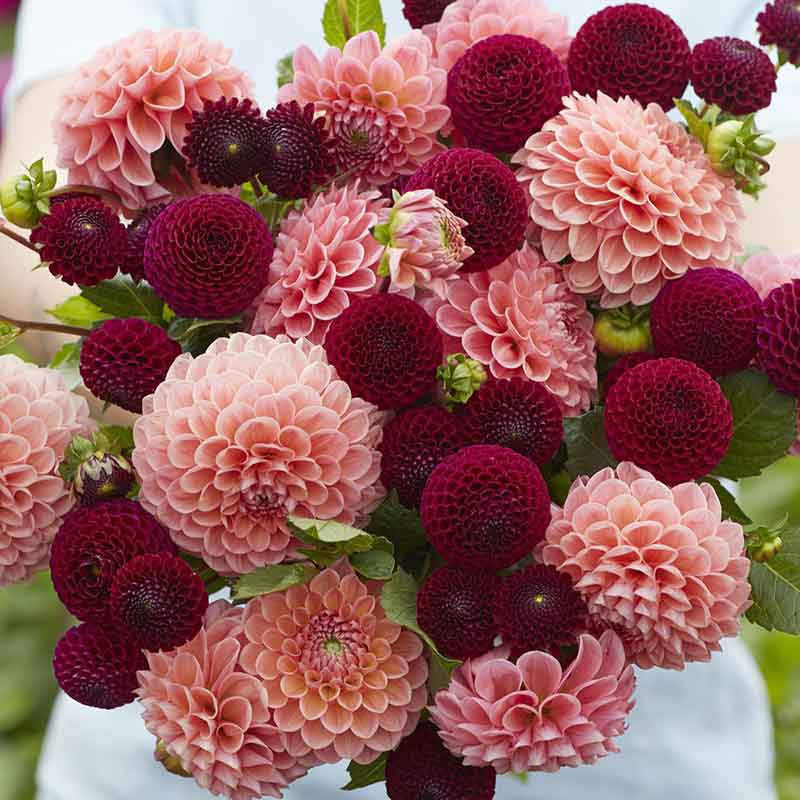 Dahlia Bulbs - Opposites Attract Duo