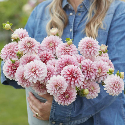 Dahlia Bulbs (Decorative) - Strawberry and Cream
