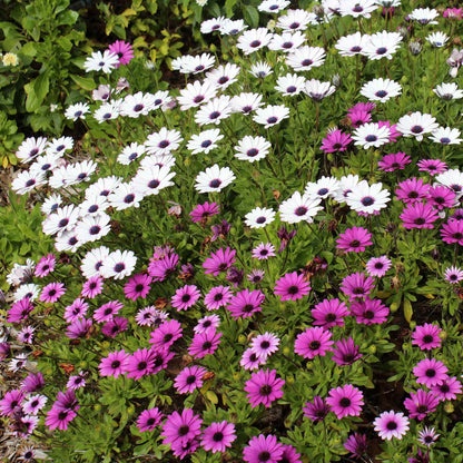 Cape Daisy Seeds - Ballade Mix