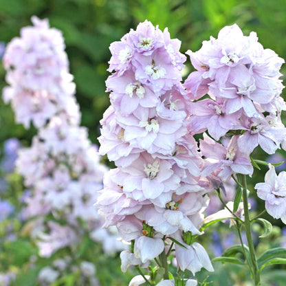 Delphinium Seeds - Magic Fountains Cherry Blossom White Bee