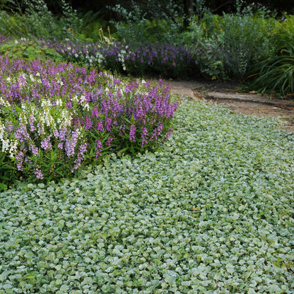 Dichondra Seeds - Silver Falls
