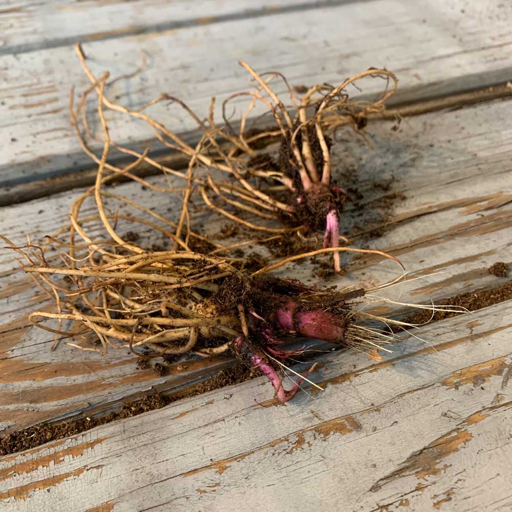 Echinacea Roots - Cheyenne Spirit