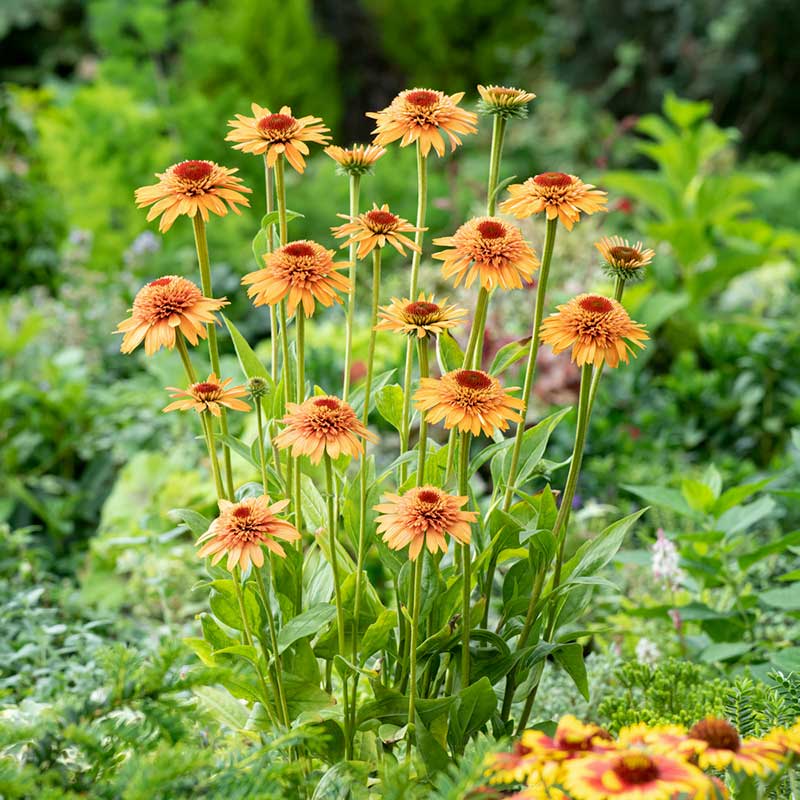 Echinacea Roots - Supreme Cantaloupe