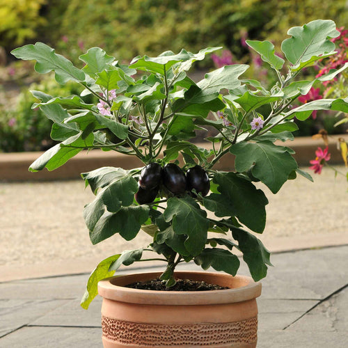 Eggplant Seeds - Patio Baby