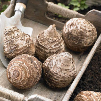 Elephant Ear Bulbs - Royal Hawaiian® Waikiki
