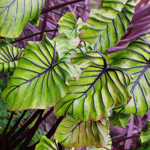 Elephant Ear Bulbs - Pharoah's Mask