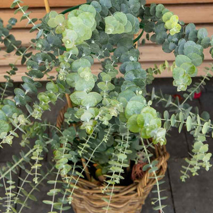 Eucalyptus Seeds - Baby Blue Bouquet