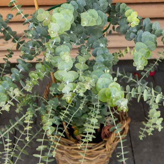 Eucalyptus Seeds - Baby Blue Bouquet