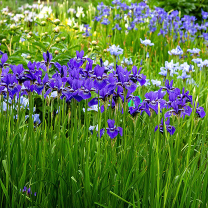 Siberian Iris Roots - Silver Edge