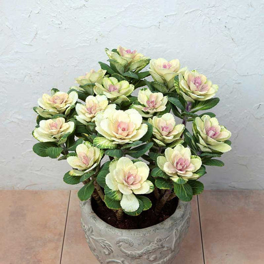 Ornamental Kale Seeds - Condor Pure White