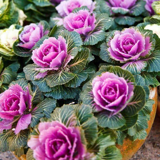Ornamental Kale Seeds - Crane Pink