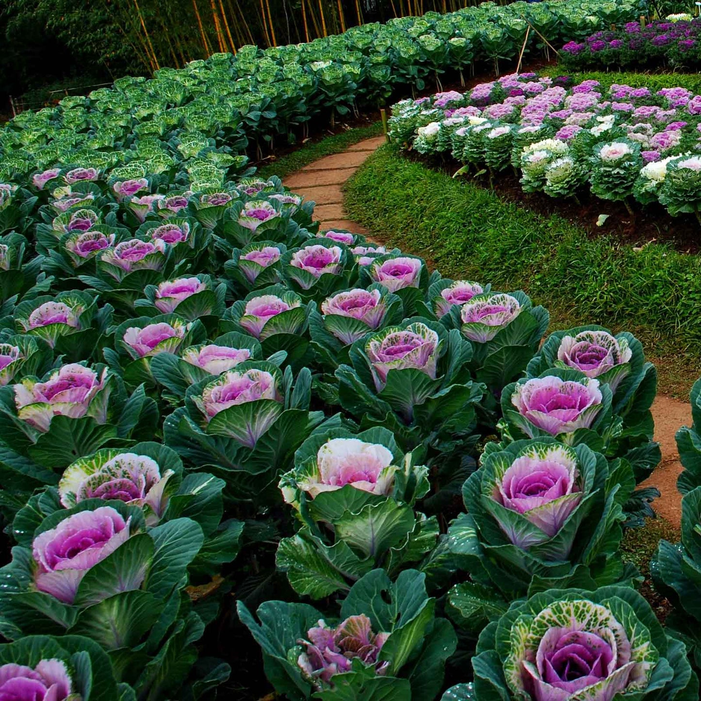 Ornamental Kale Seeds - Crane Pink