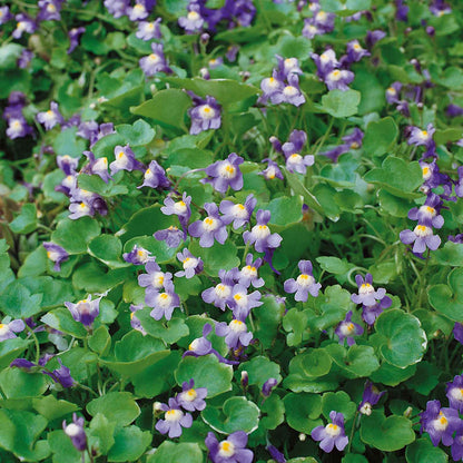 Kenilworth Ivy Seeds