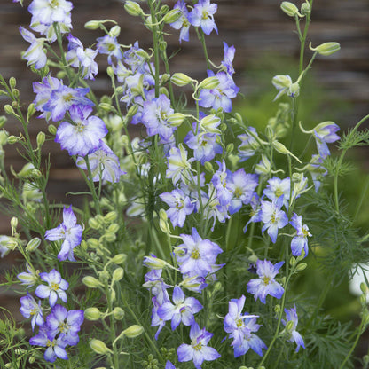 Larkspur Seeds - Frosted Skies