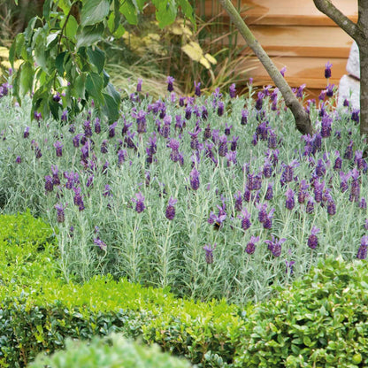 Lavender Seeds (Spanish) - Bandera Purple