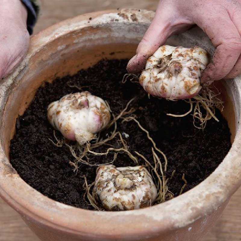 Lily Bulbs - Cali