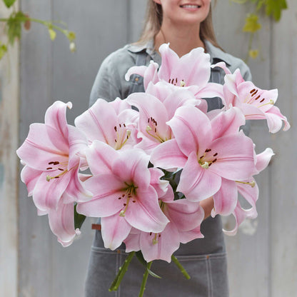 Lily Bulbs - Cali