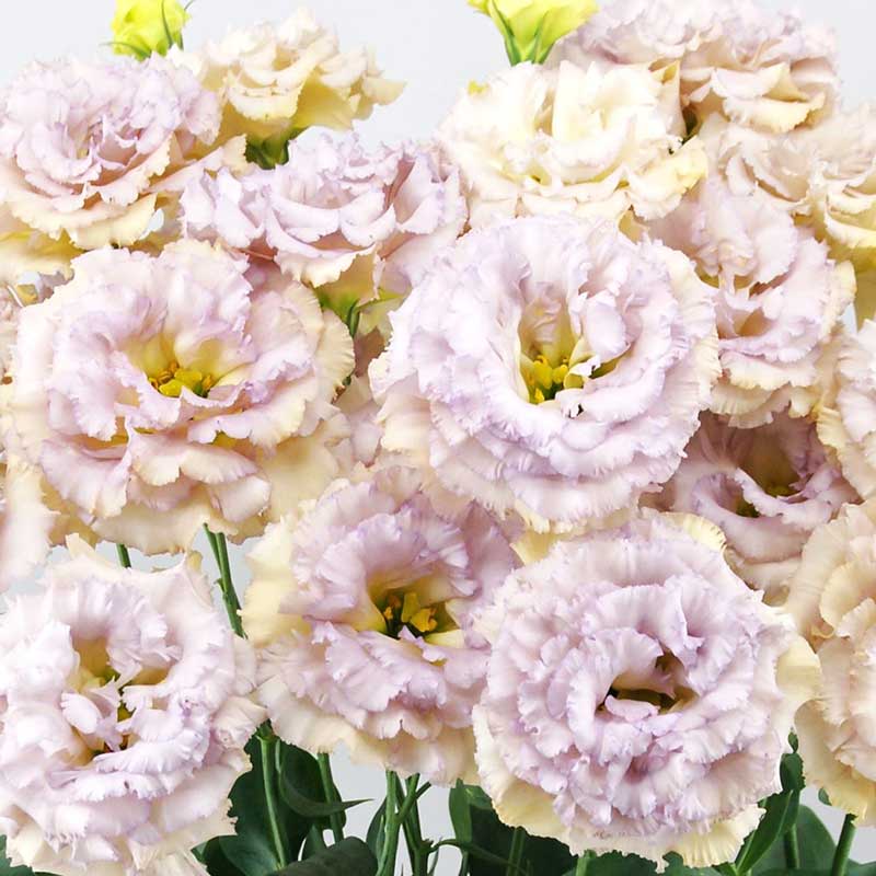 Lisianthus Seeds - Celeb Blue Chateau