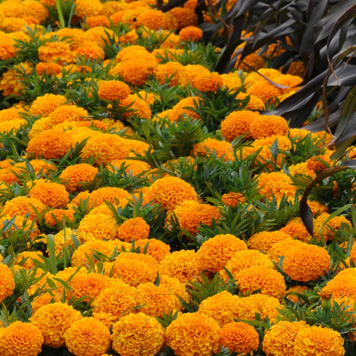 African Marigold Seeds - Taishan Orange