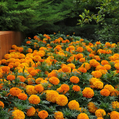 African Marigold Seeds - Taishan Orange