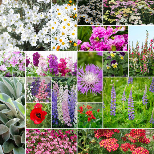 First Year Flowering Perennial Wildflower Seed Mix