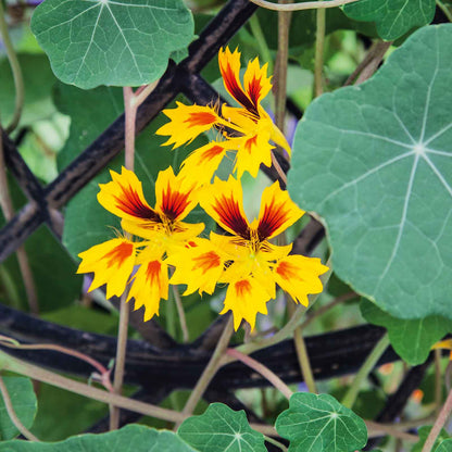 Nasturtium Seeds - Phoenix