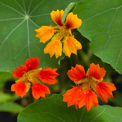 Nasturtium Seeds - Phoenix