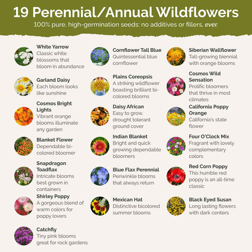 Nevada Wildflower Seed Mix