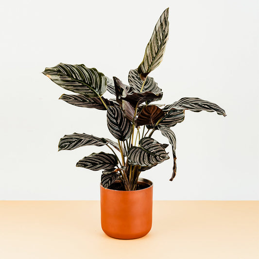 Elegant Orchid Pot
