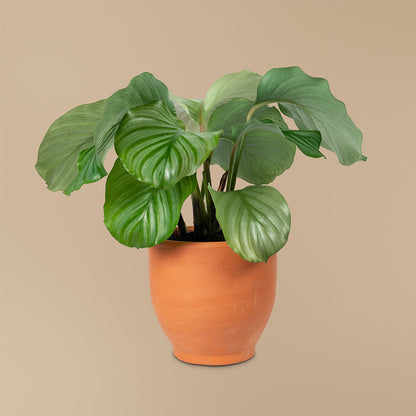 Eco-Friendly Grow Bags