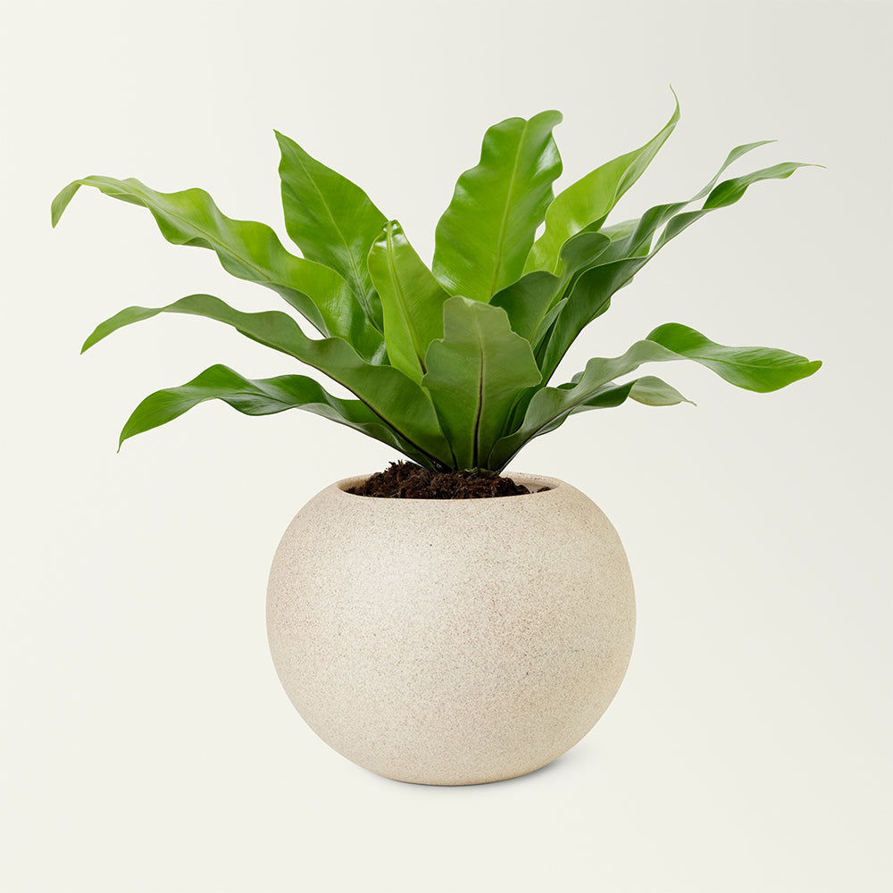 Herb Haven Planter Box