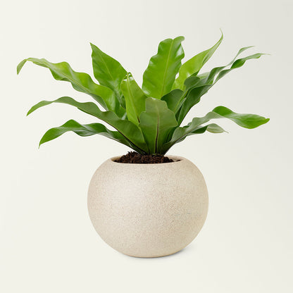 Herb Haven Planter Box