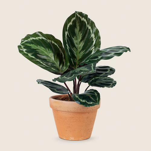 Classic Ceramic Pot Set