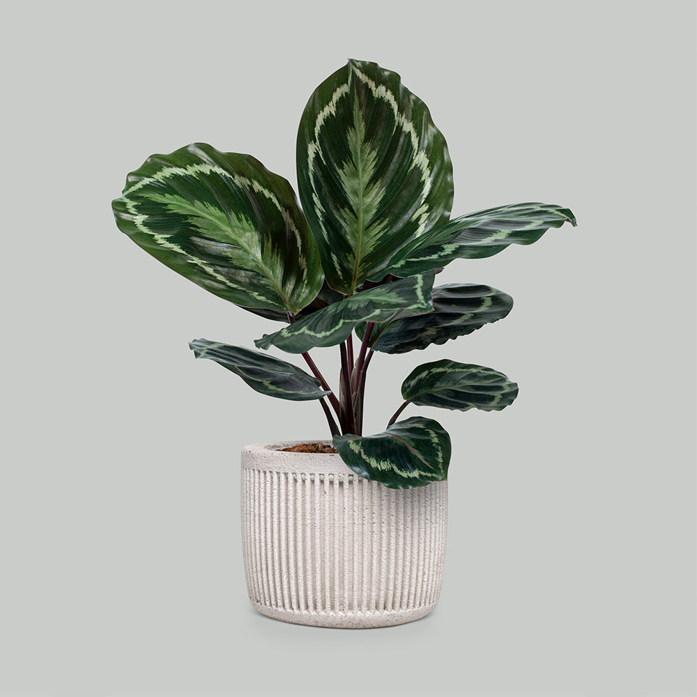 Vintage Terracotta Pots