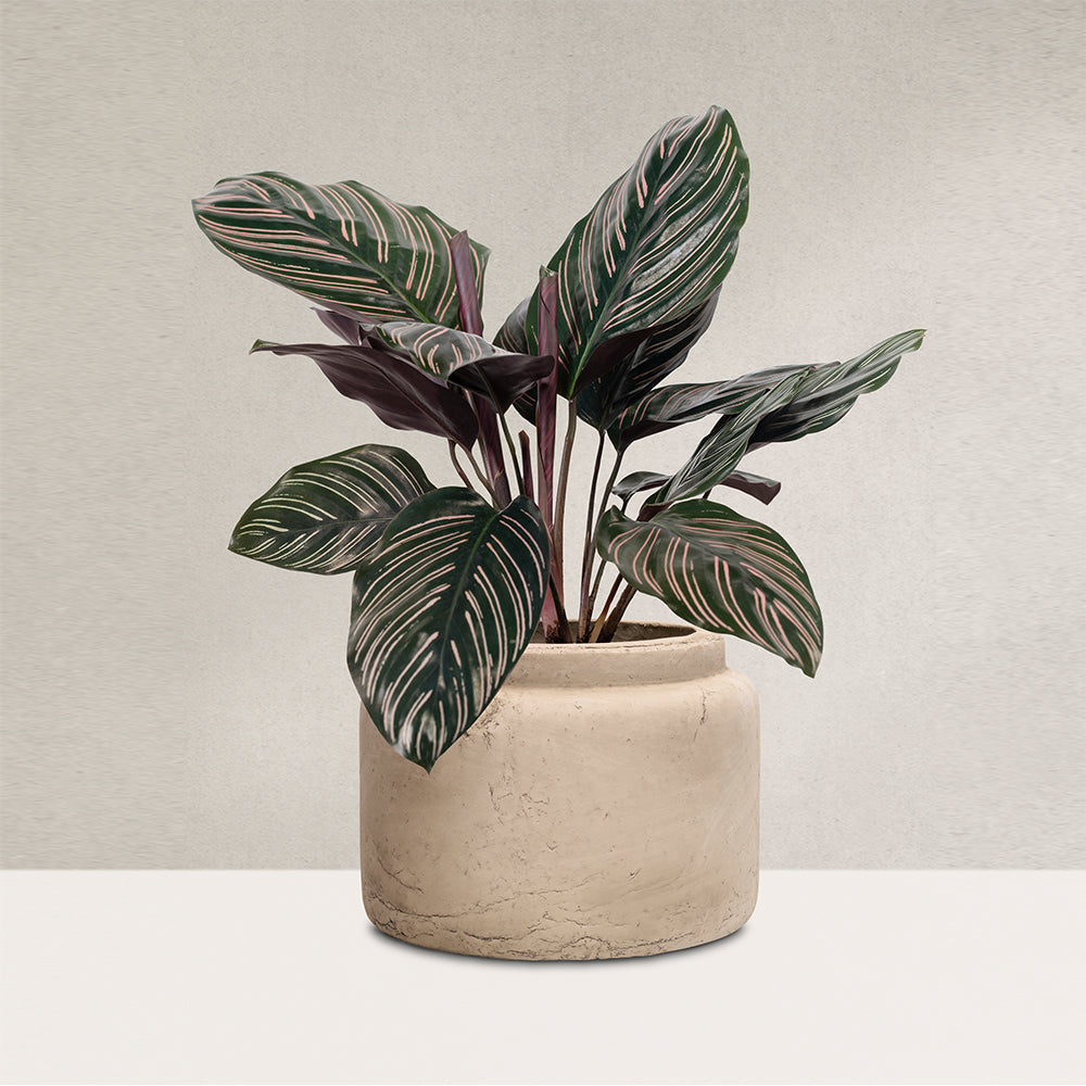 Modern Metallic Planter