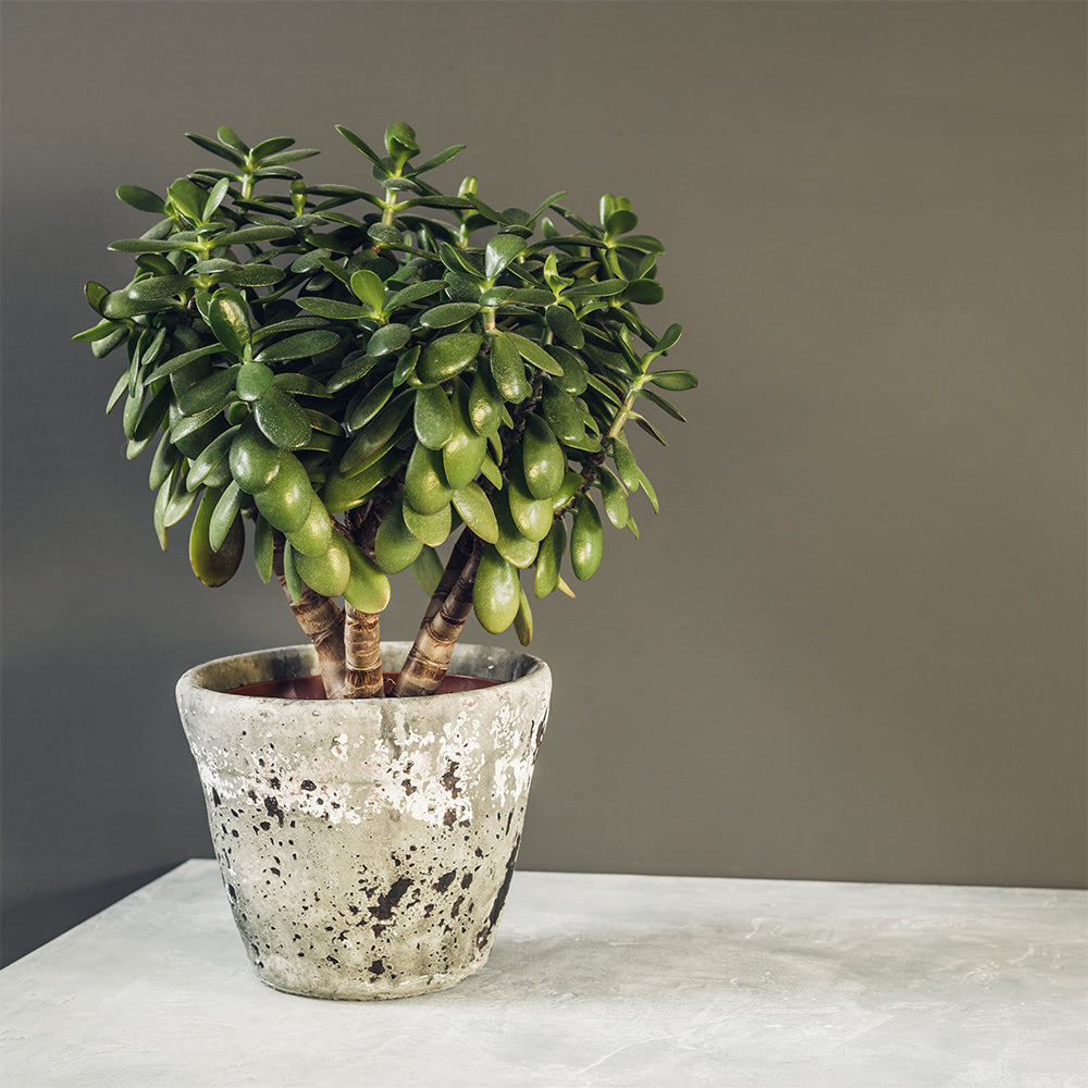 Classic Ceramic Pot Set