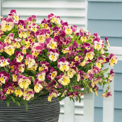 Pansy Seeds - Cool Wave Strawberry Swirl
