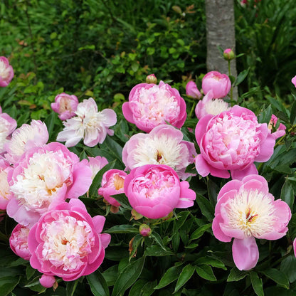 Peony Roots - Bowl of Beauty