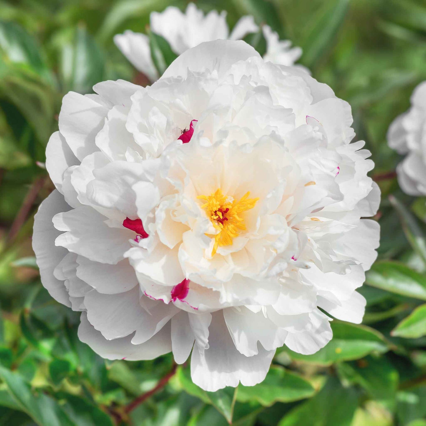 Peony Roots - Festiva Maxima