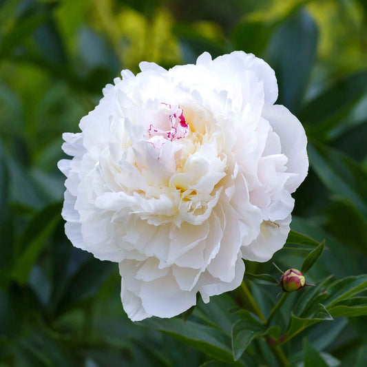 Peony Roots - Festiva Maxima