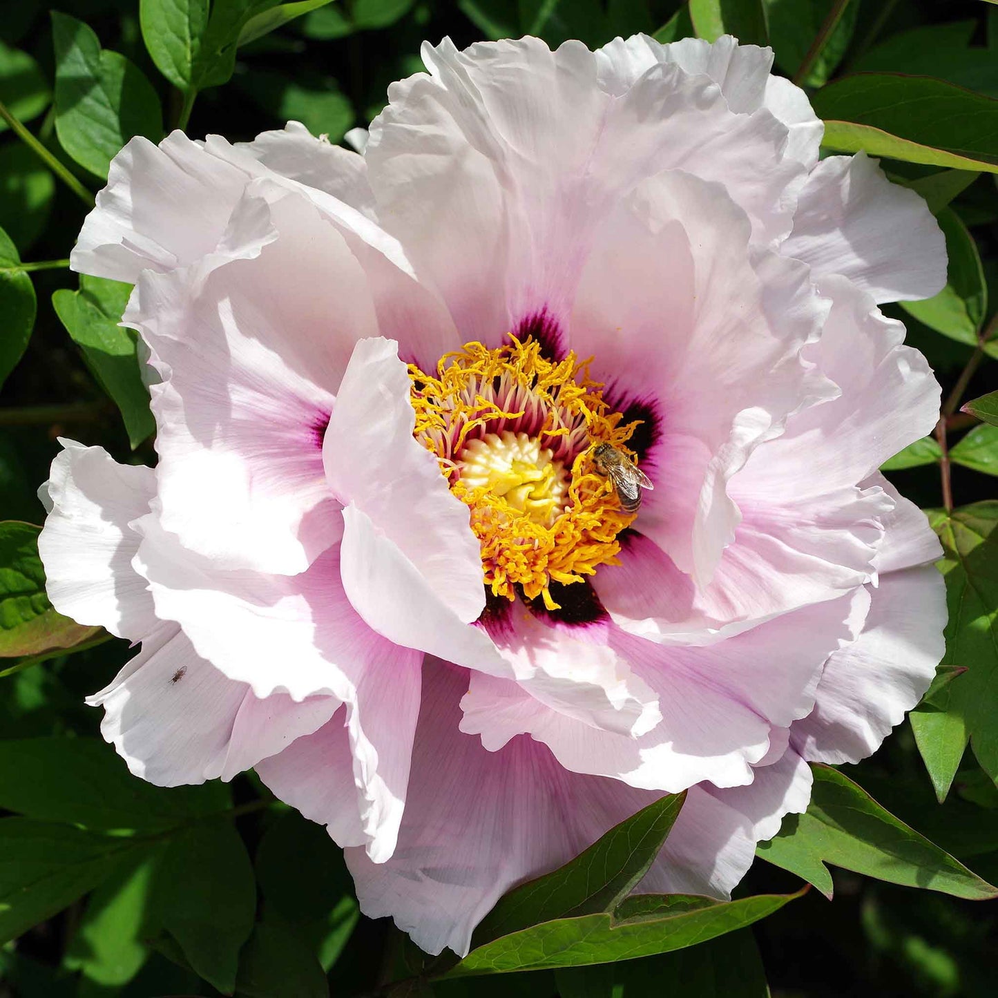 Itoh Peony Roots - Collection