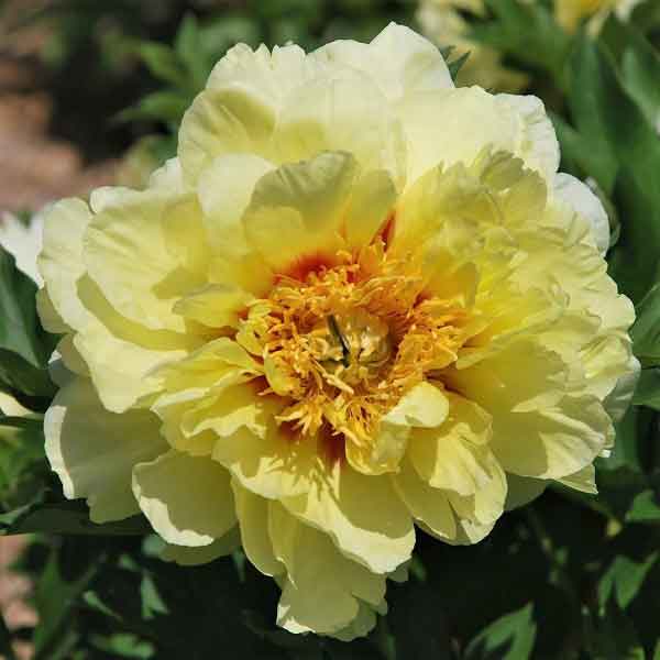 Itoh Peony Roots - Collection