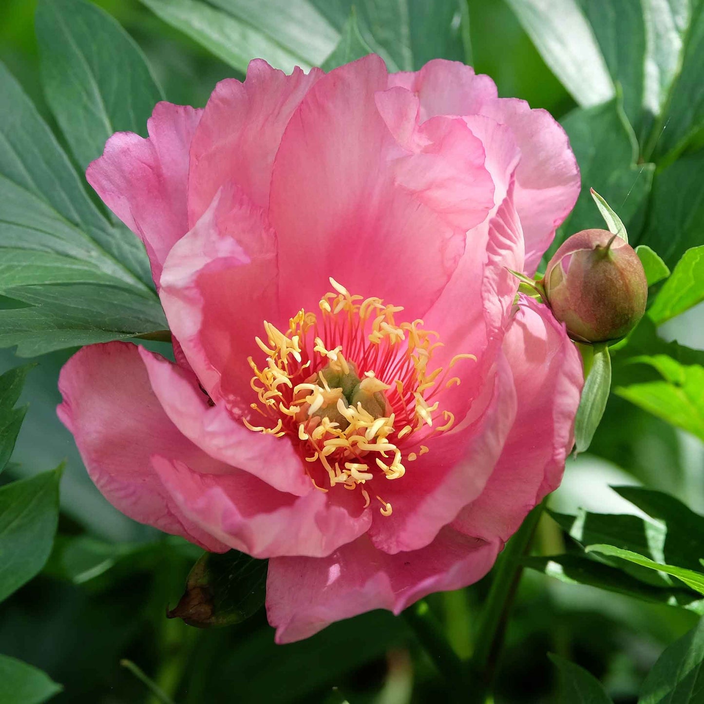 Itoh Peony Roots - Collection