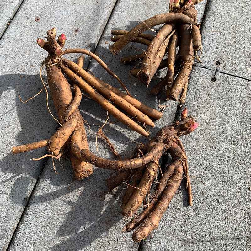 Peony Roots - Red Sarah Bernhardt
