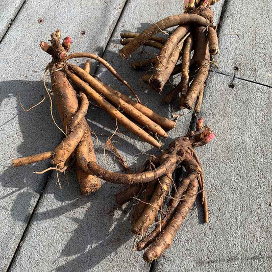 Peony Roots - Red Sarah Bernhardt