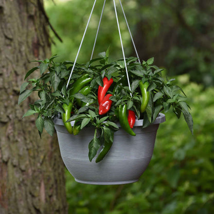 Hot Pepper Seeds - Pot-a-Peno