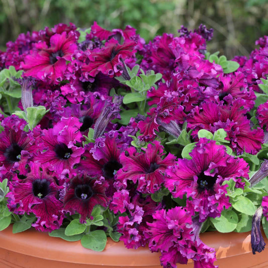 Petunia Seeds - Espresso Frappe Ruby