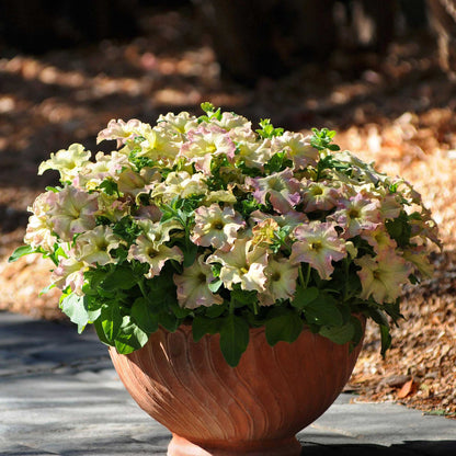Petunia Seeds - Sophistica Antique Shades