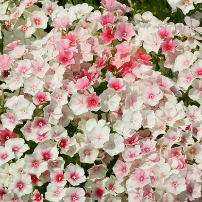 Phlox Seeds - Blushing Bride