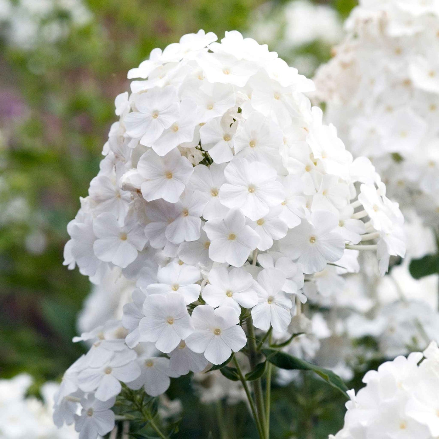 Phlox Roots - David